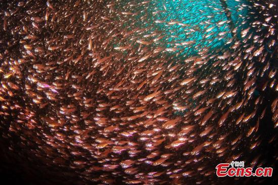 Photo contest reveals underwater world in Sanya 