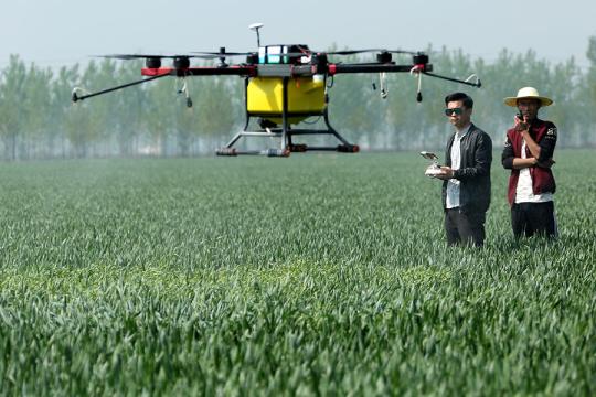 An agricultural drone sprays fertilizer on a wheat field in Daliuzhuang village, Shandong province. (Photo by Ji Zhe / for China Daily)