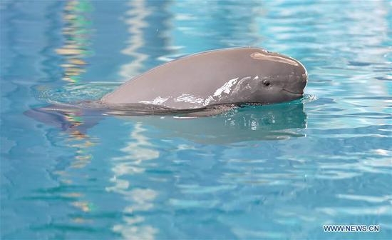 A little Yangtze finless porpoise code-named F7C plays in the breeding pond at the Institute of Hydrobiology under Chinese Academy of Sciences in Wuhan, central China's Hubei Province, June 2, 2019.  (Photo/Xinhua)