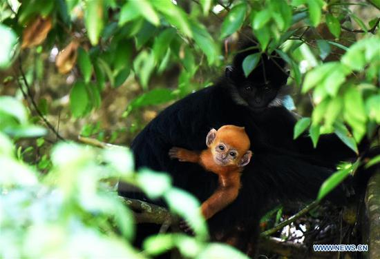 Number of Francois' langurs increases in Mayanghe National Nature Reserve of Guizhou