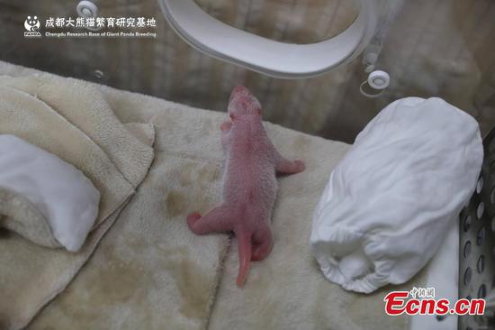 First panda cub of 2019 born in Chengdu