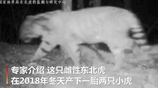An infrared camera recorded a female Siberian tiger together with her two cubs foraging in the wild in northeast China's Jilin Province on June 3, 2019. (Photo/Video screenshot)