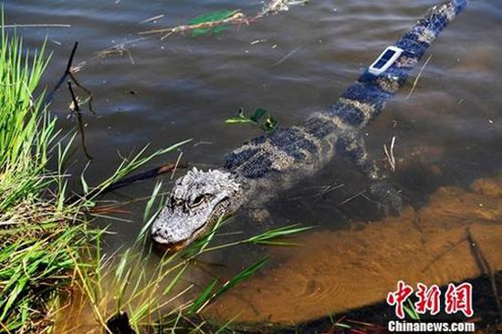 An artificially-bred adult Yangtze alligators is released to nature at the Anhui Yangtze Alligator National Nature Reserve in east China, June 3, 2019.  A total of 120 artificially-bred adult Yangtze alligators were released to nature on Monday. (Photo/China News Service)