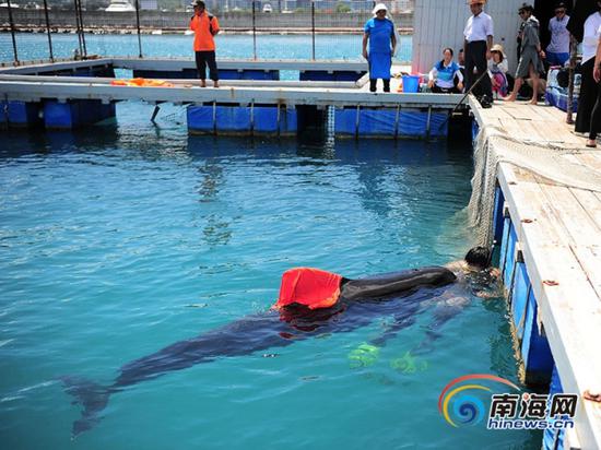 Undated photo of a volunteer looking after a stranding pilot whale, Sanya, Hainan Province. （Photo/hinews.cn）