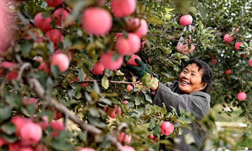 A villager harvests apple in Nanhaibin Village, Laoting County, north China's Hebei Province, Oct. 22, 2018. In recent years, the local government takes great effort to develop fruit and vegetable industries, which has boosted economy and increased farmers' incomes. (Photo/Xinhua)