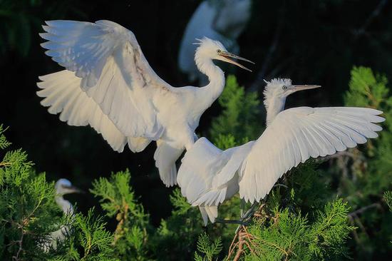 Two egrets frolic on tree branches in Xuyi county, Jiangsu province, August 9, 2017. Good ecological conditions have provided an ideal habitat for these beautiful birds. (Photo/Asianewsphoto)