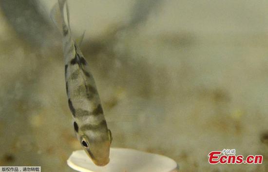 Lovelorn fish turn gloomy when separated, study reveals 