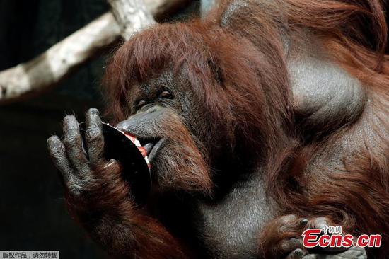 Paris zoo gives orangutan Nenette a 50th birthday party