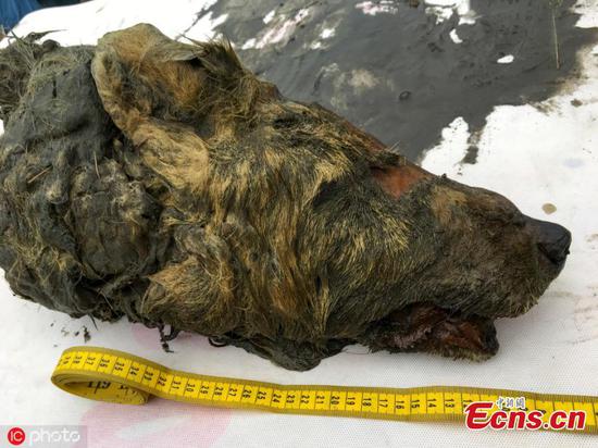 40,000-year-old severed wolf's head discovered in Siberia