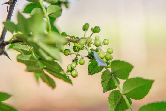 Zanthoxylum bungeanum Maxim. or Sichuan peppers.  (Photo/CGTN)