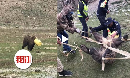 Police in the Yushu Tibetan Autonomous Prefecture, Northwest China's Qinghai Province help to pull out a plastic bucket from a brown bear's head. (Photo/Screenshot of The Beijing News)