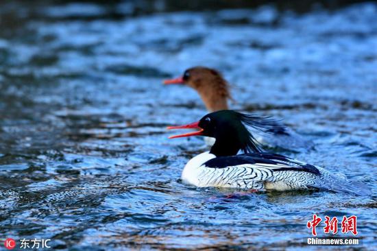 Two Chinese mergansers swim in a river at Fusong County, Jilin Province.  (File photo/IC)