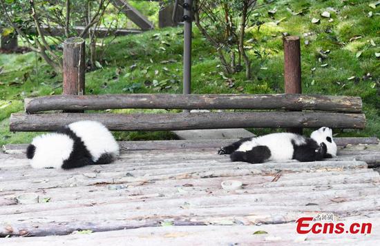 Giant pandas play at the Chengdu Research Base of Giant Panda Breeding in Chengdu City, Southwest China’s Sichuan Province, Oct. 28, 2018. (Photo: China News Service)
