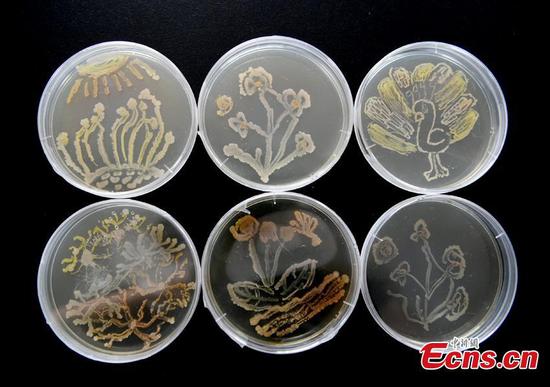 Students 'paint' detailed artworks by growing bacteria