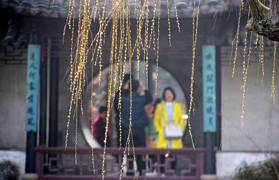 Willow trees in the Zhuozheng garden, one of the attractions in Suzhou city, are gradually turning green as temperatures rise in early spring, Mar 1, 2017. (Photo by Wang Jiankang/Asianewsphoto)