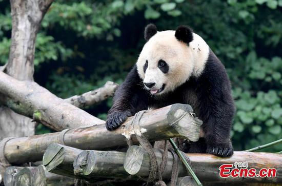 Returned San Diego Zoo pandas in good health 