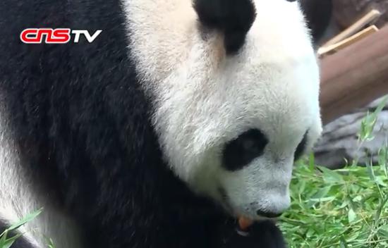 The eldest sister Meng Meng of the only giant panda triplets is seen in south China's Guangzhou City, Guangdong Province. (Photo/Screenshot from CNSTV)