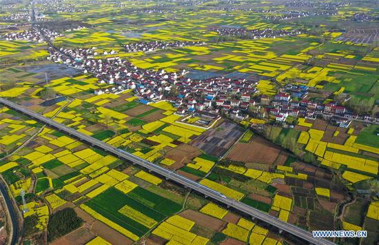 Aerial photo taken on March 28, 2019 shows a bullet train running through fields of cole flowers in Chenggu County of Hanzhong, northwest China's Shaanxi Province. (Xinhua/Luo Hantao)
