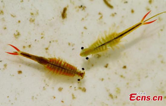 Beautiful 'fairy shrimp' found in eastern China 