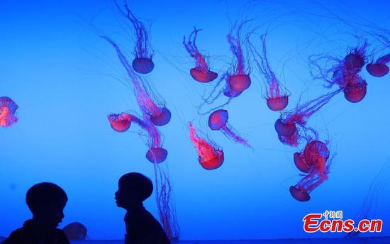 Newly renovated jellyfish aquarium reopens in Nanjing