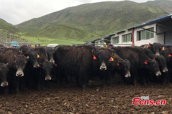 Hornless Ashidan yaks in Qinghai Province. (File photo/China News Service)