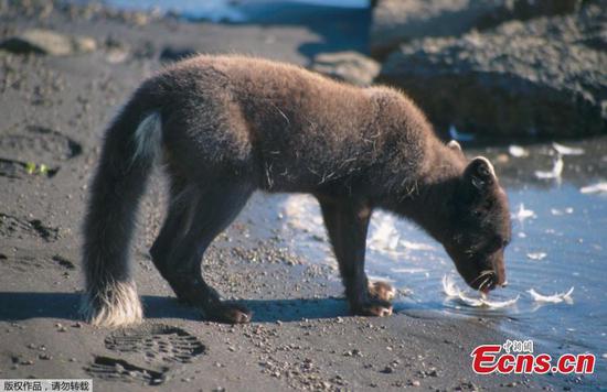Arctic fox walks from Norway to Canada