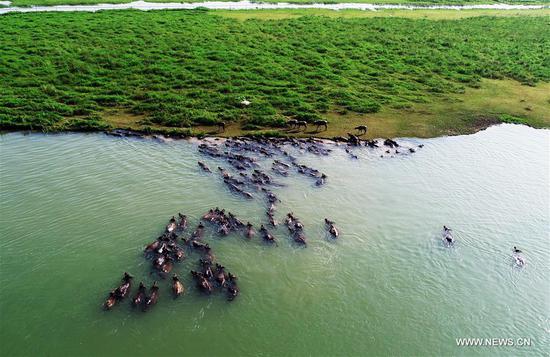 Over 100 buffalos swim across Jialing River after grazing on island
