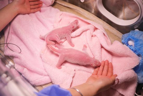 A keeper takes care of the newborn twin panda cubs. (Photo/Chengdu Research Base of Giant Panda Breeding)