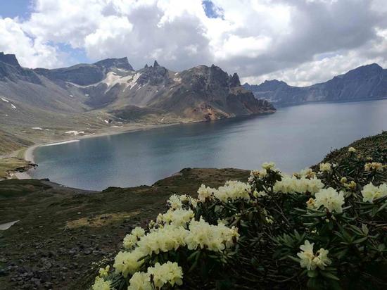 Wildflowers turn mountain into nature park