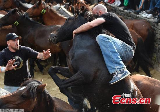 Rapa das Bestas: shearing the wild horses of north-west Spain