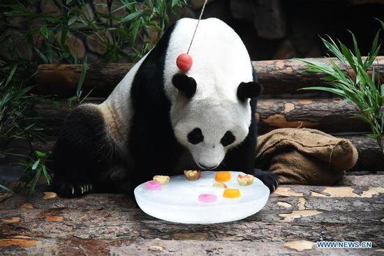 Jinan Wildlife World helps giant panda cool off in summer
