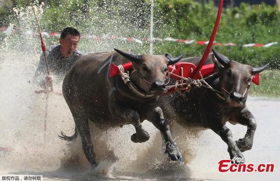 Annual water buffalo races take place in Thailand