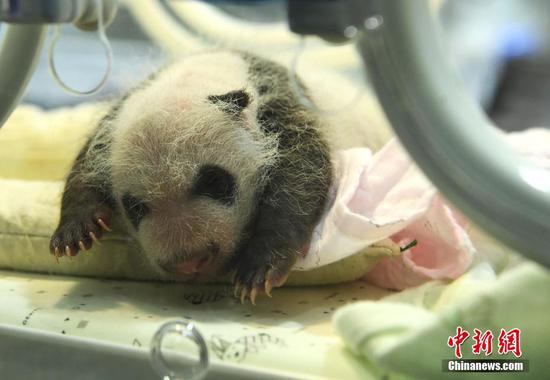 A newborn panda cub stays in an incubator, July 16, 2019. (Photo: China News Service/Chen Chao)