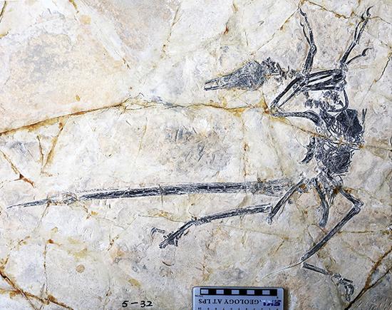 Photo shows the fossil specimen of the Microraptor. Photo provided by the Institute of Vertebrate Paleontology and Paleoanthropology under the Chinese Academy of Sciences