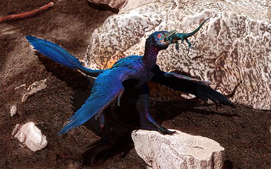 Photo shows the reconstructed scene of the microraptor swallowing the lizard. Photo provided by the Institute of Vertebrate Paleontology and Paleoanthropology under the Chinese Academy of Sciences