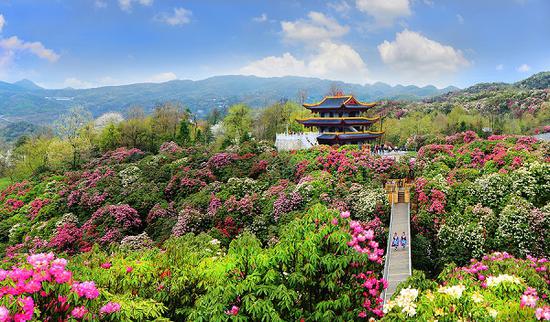 The Baili Azalea Nature Reserve in Bijie, Guizhou province. Rising about 1,200 meters to 1,800 m above sea level, the area's low ultraviolet rays and high forest coverage rate makes it a natural oxygen bar. (Photo/gog.cn)