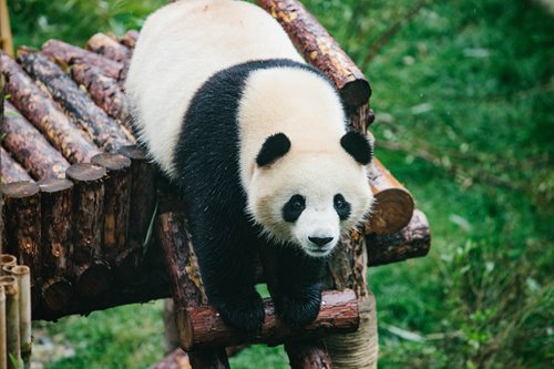 Three-year old giant panda Qiguo plays in the playground she shares with Yuanman, who is also 3, in the Qinghai-Tibet Plateau Wildlife Zoo's Xining Panda House in Northwest China's Qinghai Province. (Photo: Li Hao/GT)