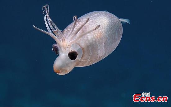 Adorable 'piglet squid' spotted by scientists 