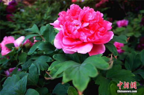 Peonies blossom at a garden in Luoyang, Henan Province, April 13, 2019. (Photo/China News Service)