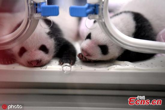 Photo taken on July 23, 2019 shows the one-month anniversary of four panda cubs born on  June 23, to two mother pandas at the Chongqing Zoo. (Photo/IC)