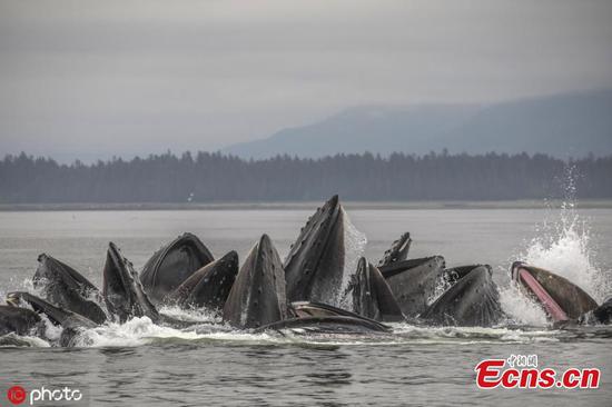 Whales team up in amazing bubble-net hunt 