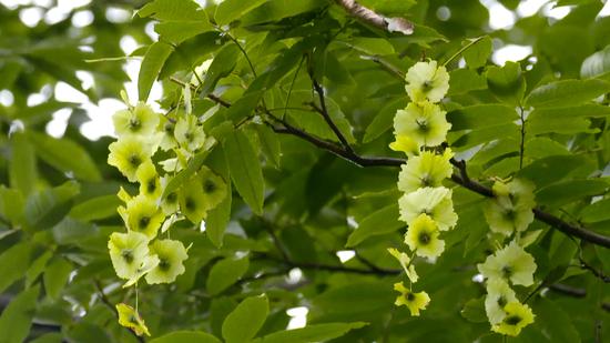 Rare tree species known as 'money tree' was discovered in Jiangxi Province. (Photo/Screenshot on CGTN)