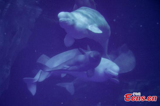 White whale calves debut in Zhuhai park