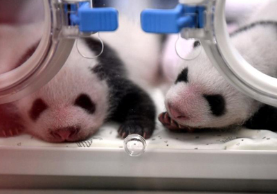 Chongqing Zoo solicits names for four new panda cubs