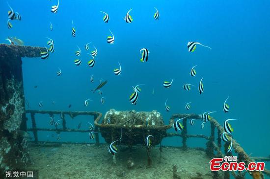 Southern China island fosters healthy underwater world