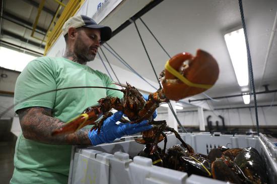 U.S. lobster industry bogged down after losing Chinese market