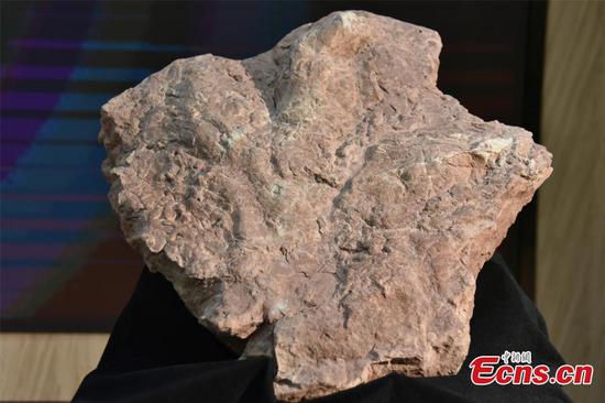Asia’s first Tyrannosaurus footprint fossil found in Fujian