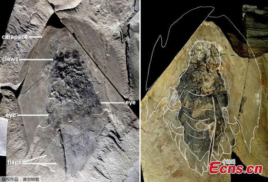 Fossils of  primordial predator unearthed in Canada