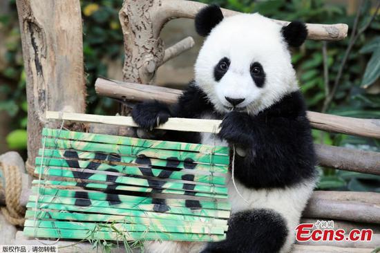 Nineteen-month-old female panda cub Yi Yi holds a sign with her name during her naming ceremony at Malaysia?s National Zoo in Kuala Lumpur, Malaysia, August 1, 2019. (Photo/Agencies)