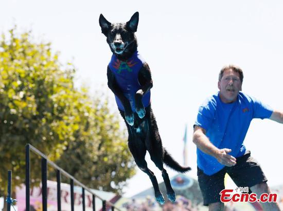 Dogs and pigs compete at Santa Clara County Fair 